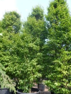 Haagbeuk Als Boom (Carpinus Betulus 'Fastigiata') 32 Haagbeuk Als Boom (Carpinus Betulus 'Fastigiata') -PlantenPracht Winkel carpinus betulus fastigiata 500 600 c500 2