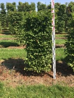 Haagbeuk Als Haagelement (Carpinus Betulus) -PlantenPracht Winkel carpinus betulus h125x50x50 1