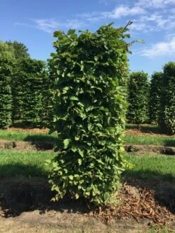 Haagbeuk Als Haagelement (Carpinus Betulus) 25 Haagbeuk Als Haagelement (Carpinus Betulus) -PlantenPracht Winkel carpinus betulus h150x60x60cm