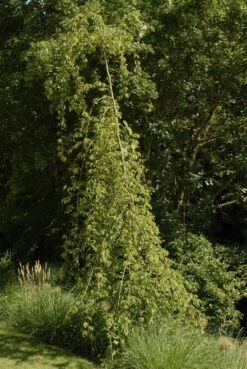 Treurhaagbeuk (Carpinus Betulus 'Pendula') -PlantenPracht Winkel carpinus betulus pendula01