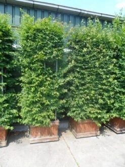 Haagbeuk Als Blokboom (Carpinus Betulus 'Fastigiata') 7 Haagbeuk Als Blokboom (Carpinus Betulus 'Fastigiata') -PlantenPracht Winkel carpinus betulus zuil in houten bak 1