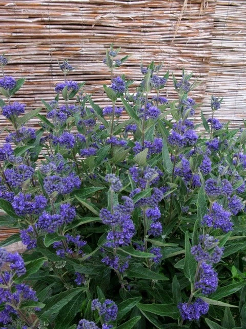 Caryopteris (Caryopteris Clandonensis 'Thetis') 5 Caryopteris (Caryopteris Clandonensis 'Thetis') - Afbeelding 3