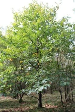 Tamme Kastanje (Castanea Sativa) -PlantenPracht Winkel castanea sativa tamme kastanje 1 2