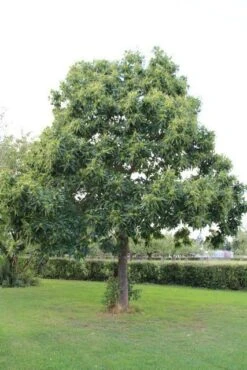 Tamme Kastanje (Castanea Sativa) 23 Tamme Kastanje (Castanea Sativa) -PlantenPracht Winkel castanea sativa tamme kastanje 2 1