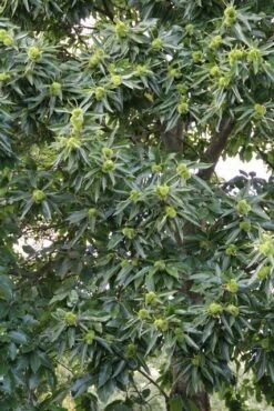 Tamme Kastanje (Castanea Sativa) 19 Tamme Kastanje (Castanea Sativa) -PlantenPracht Winkel castanea sativa tamme kastanje 3 1