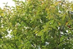 Tamme Kastanje (Castanea Sativa) -PlantenPracht Winkel castanea sativa tamme kastanje 5 2