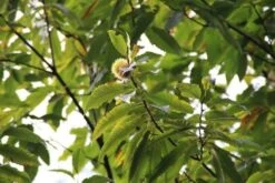 Tamme Kastanje (Castanea Sativa) -PlantenPracht Winkel castanea sativa tamme kastanje 6 2
