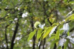 Tamme Kastanje (Castanea Sativa) -PlantenPracht Winkel castanea sativa tamme kastanje 7 2