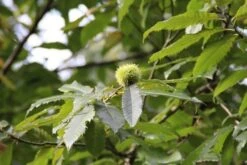 Tamme Kastanje (Castanea Sativa) -PlantenPracht Winkel castanea sativa tamme kastanje 9 2
