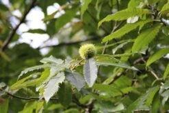Tamme Kastanje Als Halfstam (Castanea Sativa) -PlantenPracht Winkel castanea sativa tamme kastanje 9 1 1