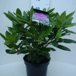 Rhododendron (Rhododendron Catawbiense 'Boursault') -PlantenPracht Winkel cat. boursalt c5 voor