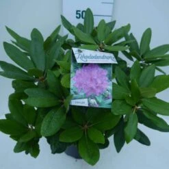 Rhododendron (Rhododendron Catawbiense 'Boursault') -PlantenPracht Winkel cat. boursalt c5 zij