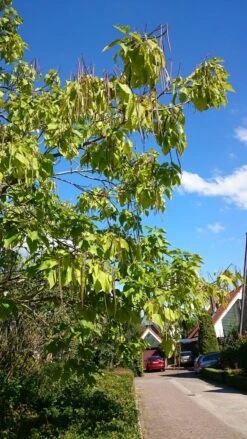 Trompetboom (Catalpa Bignonioides) -PlantenPracht Winkel catalpa 2 1 1