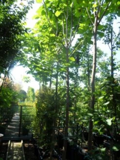 Trompetboom (Catalpa Bignonioides) -PlantenPracht Winkel catalpa bignonioides 14 16 18ho cont