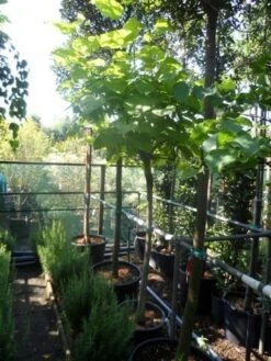 Gele Trompetboom (Catalpa Bignonioides 'Aurea') 10 Gele Trompetboom (Catalpa Bignonioides 'Aurea') -PlantenPracht Winkel catalpa bignonioides aurea 120stam c35 1