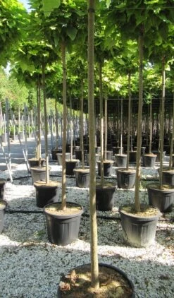 Bolcatalpa (Catalpa Bignonioides 'Nana') 13 Bolcatalpa (Catalpa Bignonioides 'Nana') -PlantenPracht Winkel catalpa bignonioides nana 10 12 2