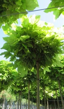 Bolcatalpa (Catalpa Bignonioides 'Nana') -PlantenPracht Winkel catalpa bignonioides nana 5