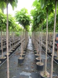 Bolcatalpa (Catalpa Bignonioides 'Nana') 12 Bolcatalpa (Catalpa Bignonioides 'Nana') -PlantenPracht Winkel catalpa bignonioides nana 6 8 2