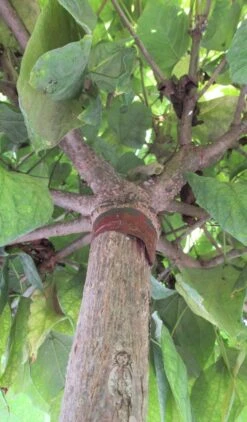 Bolcatalpa (Catalpa Bignonioides 'Nana') 11 Bolcatalpa (Catalpa Bignonioides 'Nana') -PlantenPracht Winkel catalpa bignonioides nana 6 2