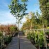 Laurier Als Boom (Prunus Laurocerasus 'Caucasica') -PlantenPracht Winkel caucasica