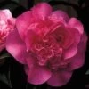 Camelia Als Leivorm (Camellia 'Debbie') -PlantenPracht Winkel cawdebbi 3 1