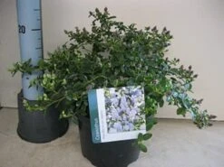 Amerikaanse Sering (Ceanothus Thyrsiflorus 'Repens') 10 Amerikaanse Sering (Ceanothus Thyrsiflorus 'Repens') -PlantenPracht Winkel ceanothus repens c5 maart 1.jpg 1