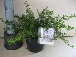 Amerikaanse Sering (Ceanothus Thyrsiflorus 'Repens') -PlantenPracht Winkel ceanothus thyr. repens c3 sept 1