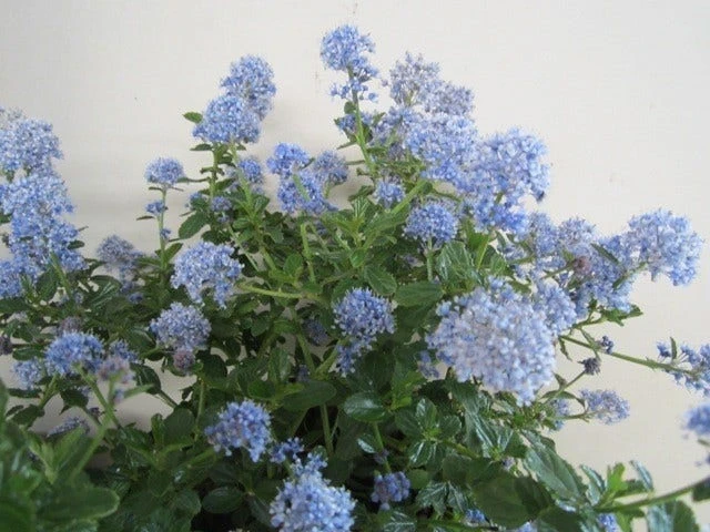 Amerikaanse Sering (Ceanothus Thyrsiflorus 'Repens') 4 Amerikaanse Sering (Ceanothus Thyrsiflorus 'Repens') - Afbeelding 2