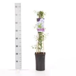 Amerikaanse Sering (Ceanothus Thyrsiflorus 'Repens') -PlantenPracht Winkel ceanothus thyrsiflorus var. repens