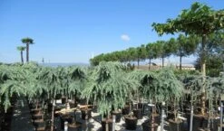 Treurceder Op Stam (Cedrus Libani 'Glauca Pendula') -PlantenPracht Winkel cedrus 2