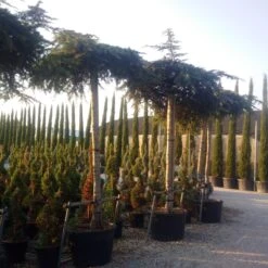 Ceder Als Dakboom (Cedrus Deodara 'Pendula') -PlantenPracht Winkel cedrus deodara dak 1