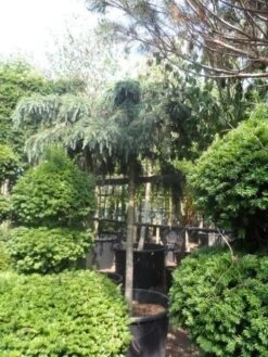 Ceder Als Boom (Cedrus Deodara 'Feelin Blue') 7 Ceder Als Boom (Cedrus Deodara 'Feelin Blue') -PlantenPracht Winkel cedrus deodara feelin blue 20 25ho 1 1