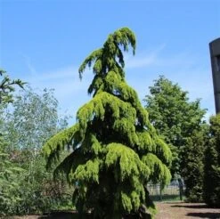 Treurceder (Cedrus Deodara 'Pendula') -PlantenPracht Winkel cedrus deodara pendula