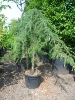 Treurceder (Cedrus Deodara 'Pendula') 18 Treurceder (Cedrus Deodara 'Pendula') -PlantenPracht Winkel cedrus deodara pendula 20 25ho c110 1
