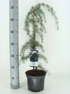 Treurceder (Cedrus Deodara 'Pendula') -PlantenPracht Winkel cedrus deodara pendula c3 m 1