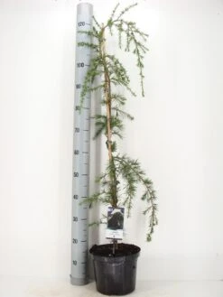 Treurceder (Cedrus Deodara 'Pendula') -PlantenPracht Winkel cedrus deodara pendula c5 m 1