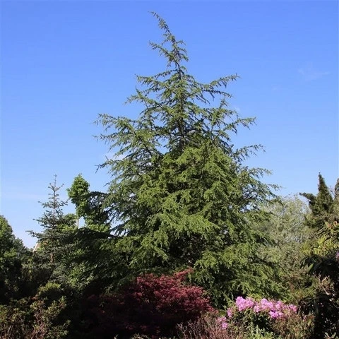 Libanonceder (Cedrus Libani) 3 Libanonceder (Cedrus Libani)