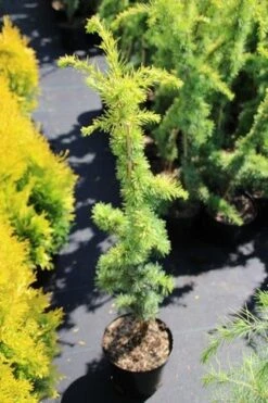 Atlasceder (Cedrus Libani 'Atlantica Aurea') -PlantenPracht Winkel cedrus libani atlantica aurea