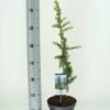 Atlasceder (Cedrus Libani 'Atlantica Aurea') -PlantenPracht Winkel cedrus libani atlantica aurea c3 m 1