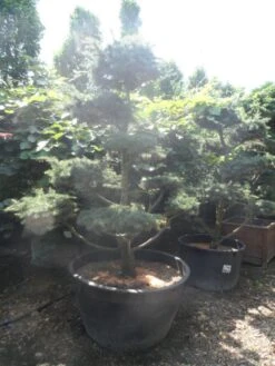 Libanonceder Als Bonsai (Cedrus Libani) -PlantenPracht Winkel cedrus libani bonsai 180 200 c500