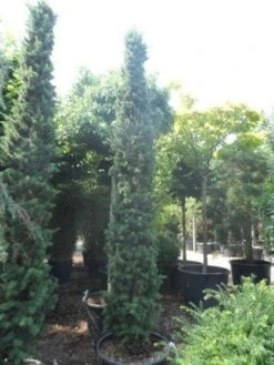 Zuilvormige Ceder (Cedrus Libani 'Fastigiata') -PlantenPracht Winkel cedrus libani fastigiata 250 300 350 c130 1