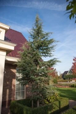 Atlasceder (Cedrus Libani 'Glauca') -PlantenPracht Winkel cedrus libani glauca