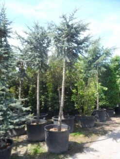 Atlasceder (Cedrus Libani 'Glauca') -PlantenPracht Winkel cedrus libani glauca 25 30ho c240