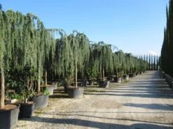 Treurceder Als Boom (Cedrus Libani 'Glauca Pendula') -PlantenPracht Winkel cedrus libani glauca pendula 2 1 2
