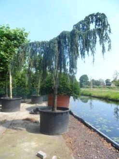 Treurceder Als Boom (Cedrus Libani 'Glauca Pendula') 31 Treurceder Als Boom (Cedrus Libani 'Glauca Pendula') -PlantenPracht Winkel cedrus libani glauca pendula 35 40ho c1000 1