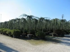 Treurceder Als Boom (Cedrus Libani 'Glauca Pendula') -PlantenPracht Winkel cedrus libani glauca pendula 4 2