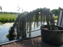 Treurceder Als Boom (Cedrus Libani 'Glauca Pendula') -PlantenPracht Winkel cedrus libani glauca pendula halfstam c1000 solitair 1 1