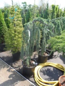 Treurceder Op Stam (Cedrus Libani 'Glauca Pendula') -PlantenPracht Winkel cedrus libani glauca pendula halfstam c35