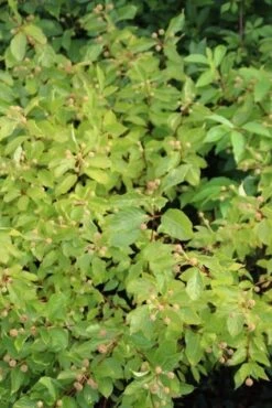 Kogelbloem (Cephalanthus Occidentalis) -PlantenPracht Winkel cephalanthus occidentalis 1