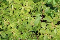 Kogelbloem (Cephalanthus Occidentalis) -PlantenPracht Winkel cephalanthus occidentalis 2